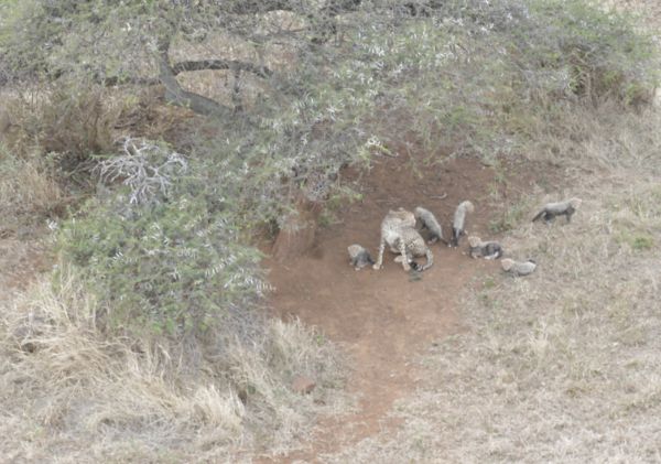 mother-and-cubs-thumbnail