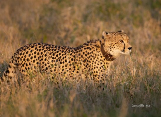 forever-wild-foundation-cheetah-project