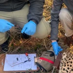 Cheetah Collaring Operation