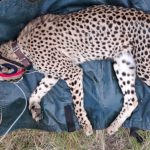 Protecting the Future of Cheetahs
