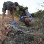 Why HiP’s Cheetah Population Matters